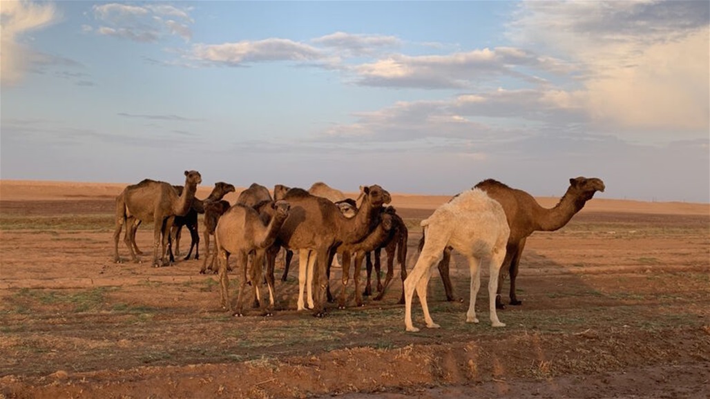 القبض على قصاب ذبح جملا بطريقة غير قانونية في النجف