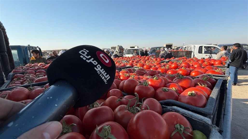 مزارعون يحتجون في البصرة بسبب الطماطم