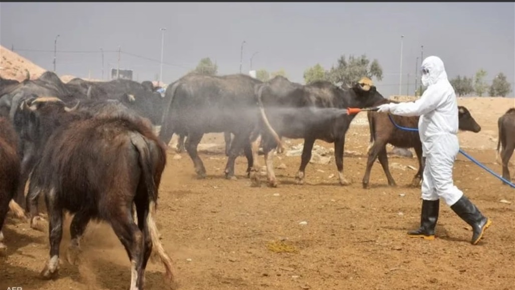 الناصرية بالمقدمة وكربلاء والانبار الأدنى.. أحدث &quot;موقف وبائي&quot; للحمى النزفية في العراق